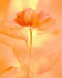 transparence-viii-robin-plakat-obraz-24x30cm