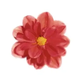 petales-rouges-iv-tasmin-phoenix-plakat-obraz-30x30cm
