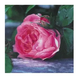 the-rose-jenny-dreifuss-plakat-obraz-30x30cm