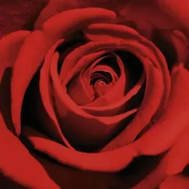 red-rose-laurent-pinsard-plakat-obraz-30x30cm