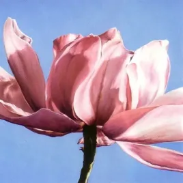 magnolia-in-a-cloudless-sky-scott-walker-plakat-obraz-30x30cm