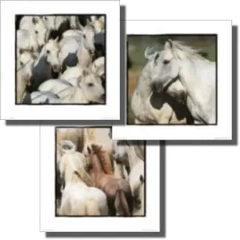 camargue-gilles-martin-raget-plakat-obraz-3-szt-30x30cm