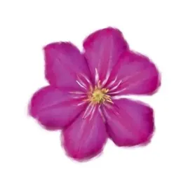 petales-roses-ii-tasmin-phoenix-plakat-obraz-30x30cm