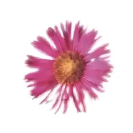 petales-roses-iii-tasmin-phoenix-plakat-obraz-30x30cm