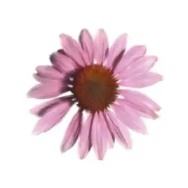 petales-roses-iv-tasmin-phoenix-plakat-obraz-30x30cm