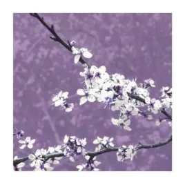 blossom-in-lilac-gail-mc-kenzie-plakat-obraz-30x30cm