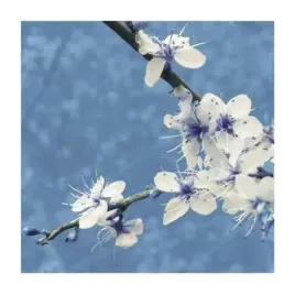 blossom-in-blue-gail-mc-kenzie-plakat-obraz-30x30cm