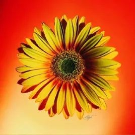 yellow-and-red-daisy-michael-bryant-plakat-obraz-38x38cm