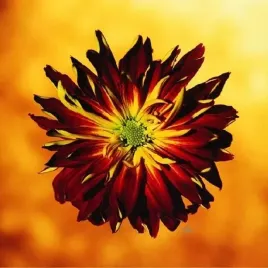 red-and-yellow-mum-michael-bryant-plakat-obraz-38x38cm