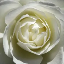 white-rose-laurent-pinsard-plakat-obraz-30x30cm