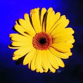 yellow-daisy-on-purple-michael-bryant-plakat-obraz-38x38cm