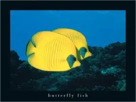 butterfly-fish-zefa-biotic-plakat-obraz-40x30cm