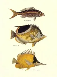 tropical-fish-bennet-and-couvier-plakat-obraz-30x40cm