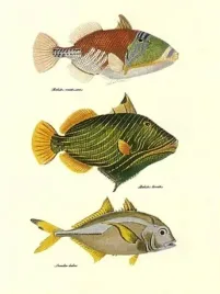 tropical-fish-bennet-and-couvier-plakat-obraz-30x40cm