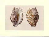 shells-anonim-plakat-obraz-40x30cm