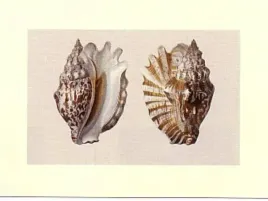 shells-anonim-plakat-obraz-40x30cm