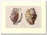 shells-anonim-plakat-obraz-40x30cm-stan-nowy