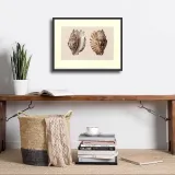 shells-anonim-plakat-obraz-40x30cm-tematyka-inna-tematyka