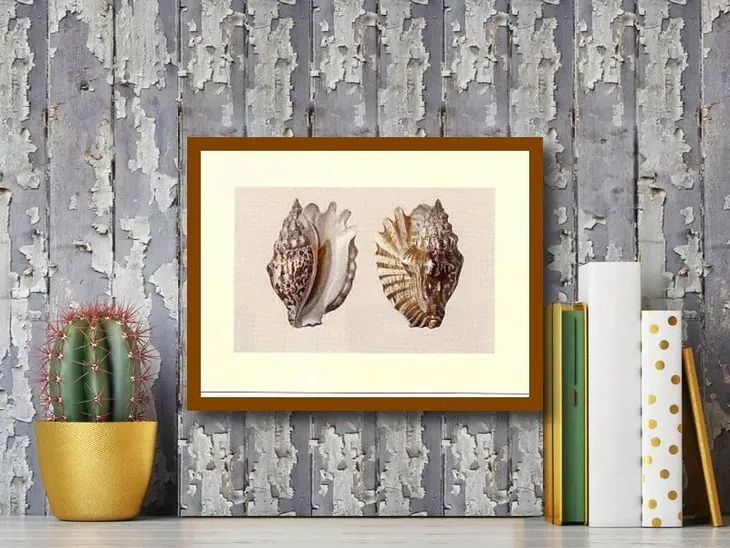 shells-anonim-plakat-obraz-40x30cm-liczba-sztuk-1