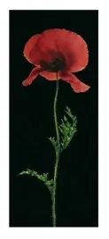 poppy-andrea-fontana-plakat-obraz-23x50cm
