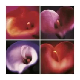 four-calla-lilies-anna-halm-schudel-plakat-obraz-30x30cm