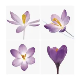 four-crocuses-tim-smith-plakat-obraz-30x30cm