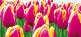 tulips-jan-lens-plakat-obraz-50x23cm