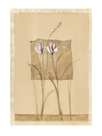 fleurs-des-champs-ii-flateau-stephanie-plakat-obraz-30x40cm