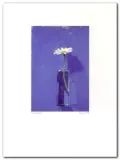 daisy-1976-euan-uglow-plakat-obraz-30x40cm-stan-nowy