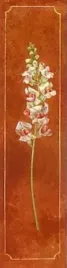 snapdragon-rouge-fabrice-de-villeneuve-plakat-obraz-20x80cm