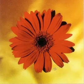 red-daisy-michael-bryant-plakat-obraz-38x38cm
