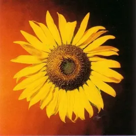 yellow-sunflower-michael-bryant-plakat-obraz-38x38cm