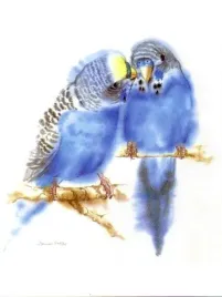 wellensittich-werner-vogel-plakat-obraz-30x40cm