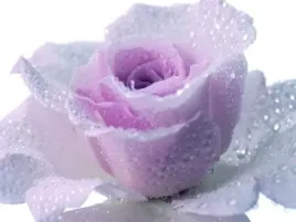 pink-rose-prisma-plakat-obraz-40x30cm