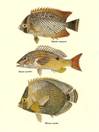 tropical-fish-bennet-and-couvier-plakat-obraz-30x40cm