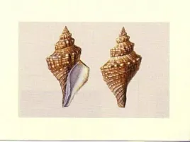 shells-anonim-plakat-obraz-40x30cm