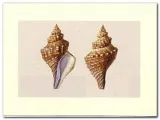 shells-anonim-plakat-obraz-40x30cm-stan-nowy