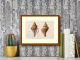 shells-anonim-plakat-obraz-40x30cm-liczba-sztuk-1