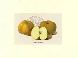 canada-renette-1909-anonim-plakat-obraz-40x30cm