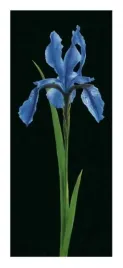 iris-andrea-fontana-plakat-obraz-23x50cm