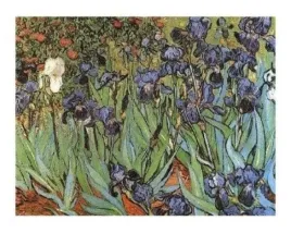 irises-vincent-van-gogh-plakat-obraz-50x40cm