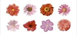 petales-rouges-and-roses-tasmin-phoenix-plakat-obraz-50x23cm