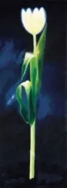 weisse-tulpe-karsten-kirchner-plakat-obraz-25x70cm