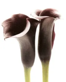 zantedeschia-ben-davies-plakat-obraz-40x50cm