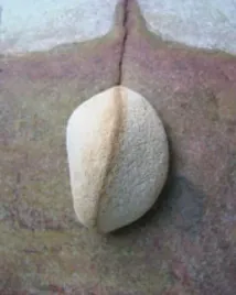 thai-stones-ii-aukya-plakat-obraz-40x50cm