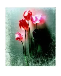 five-tulips-shoji-yoshida-plakat-obraz-40x50cm