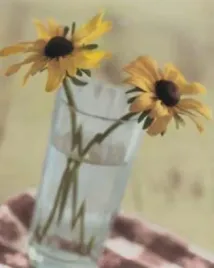 two-black-eyed-susans-in-glass-rosanne-olson-plakat-obraz-40x50cm