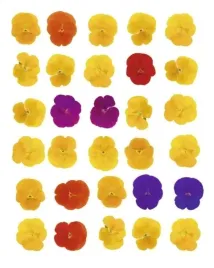 floral-celebration-tasmin-phoenix-plakat-obraz-40x50cm