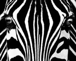 black-and-white-i-rocco-sette-plakat-obraz-50x40cm
