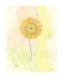 sunflower-sanderini-plakat-obraz-40x50cm